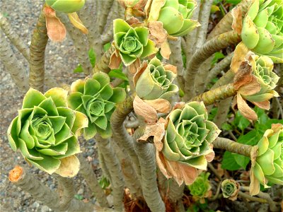 Aeonium balsamiferum specimen in the University of California Botanical Garden, Berkeley, California, USA.
