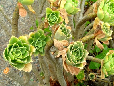 Aeonium balsamiferum specimen in the University of California Botanical Garden, Berkeley, California, USA. photo