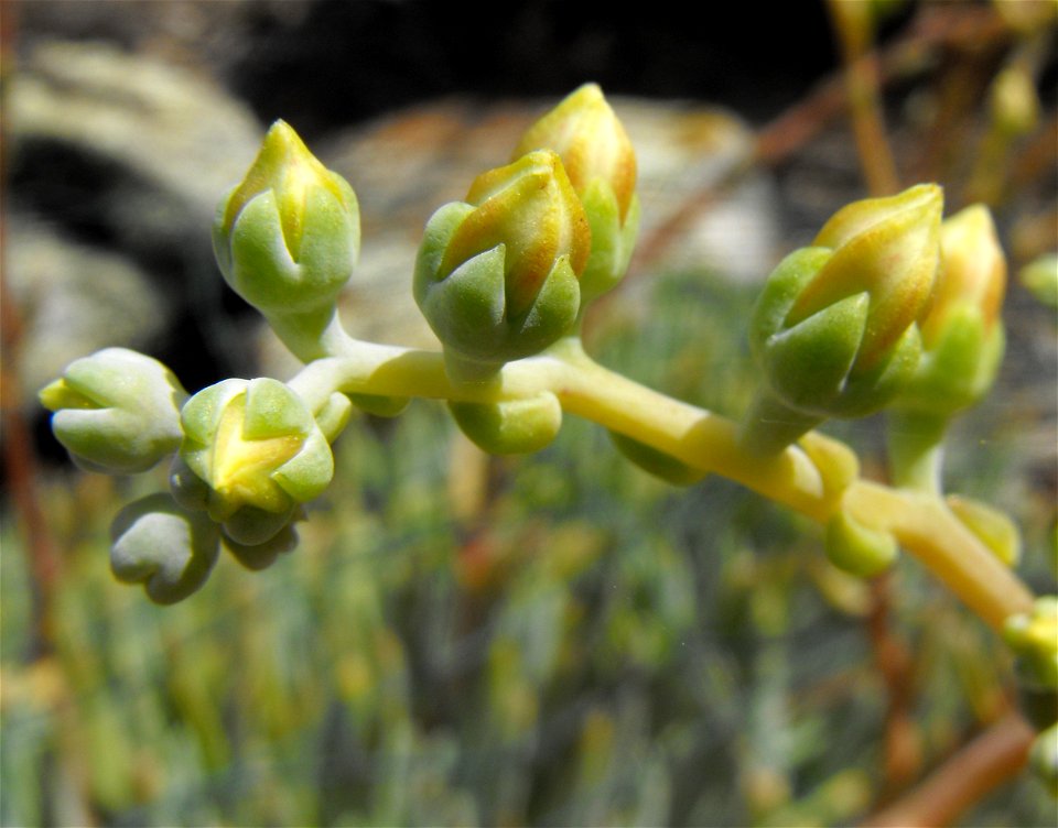 — at the San Diego Zoo Safari Park, Escondido, California.
Identified by sign.