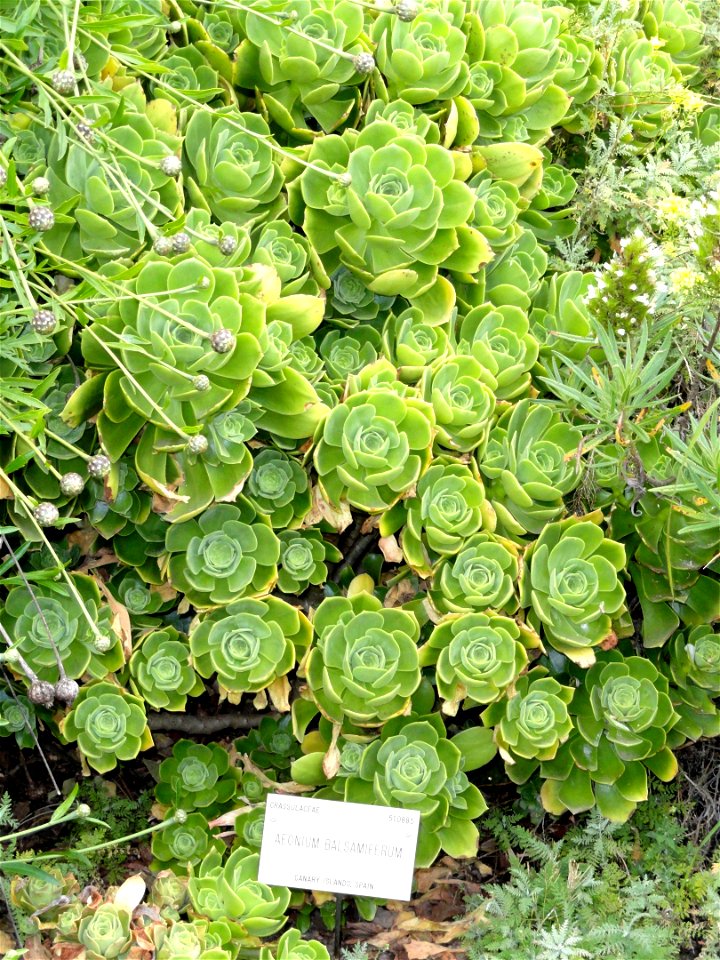Aeonium balsamiferum specimen in the University of California Botanical Garden, Berkeley, California, USA.