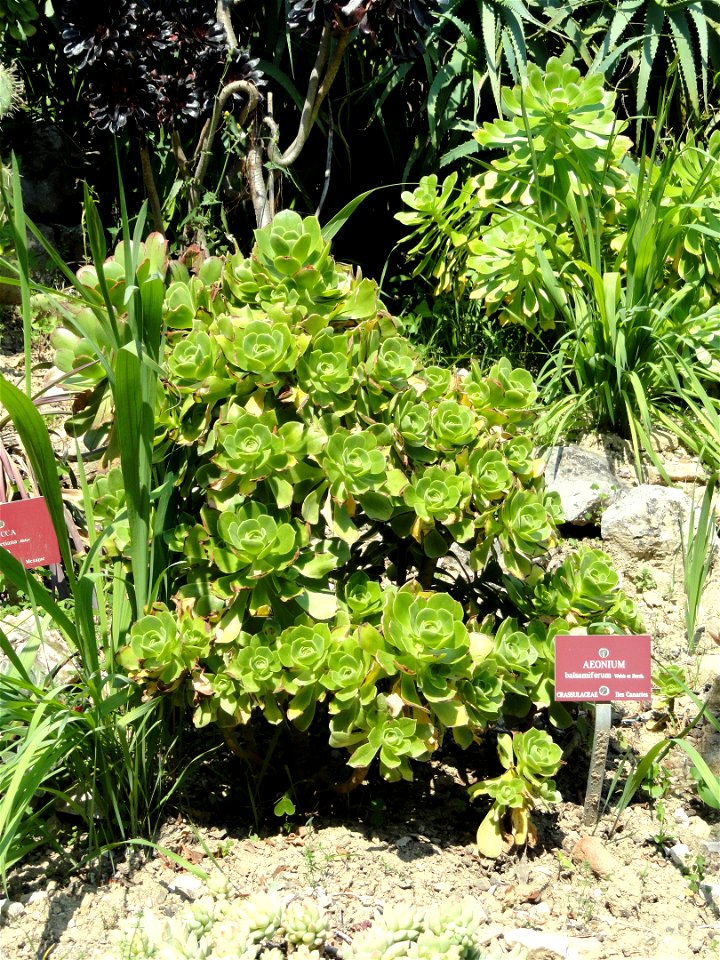 Aeonium balsamiferum specimen in the Jardin botanique du Val Rahmeh, Menton, Alpes-Maritimes, France.