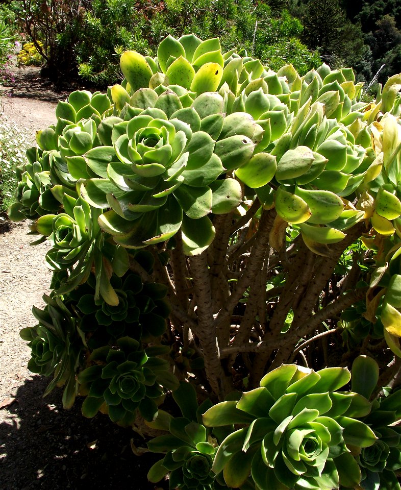Aeonium balsamiferum in the UC Botanical Garden, Berkeley, California, USA. Identified by sign.