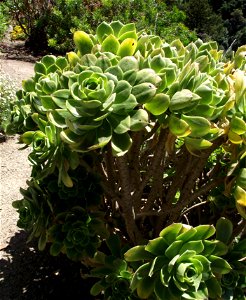 Aeonium balsamiferum in the UC Botanical Garden, Berkeley, California, USA. Identified by sign.