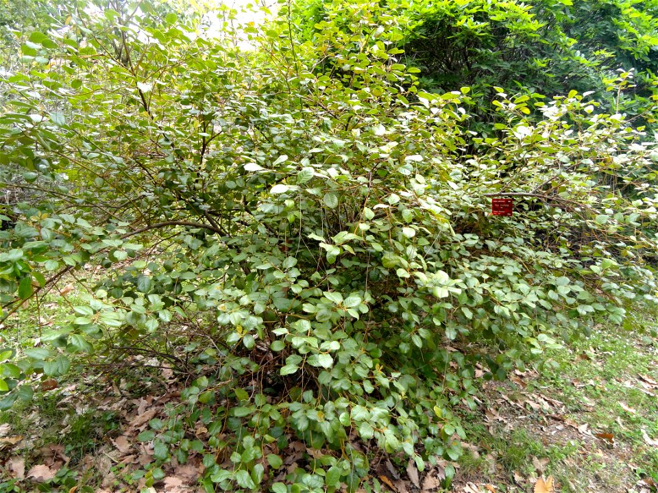 Itea ilicifolia specimen in the Jardin botanique de la Villa Thuret, Antibes Juan-les-Pins, Alpes-Maritimes,France.