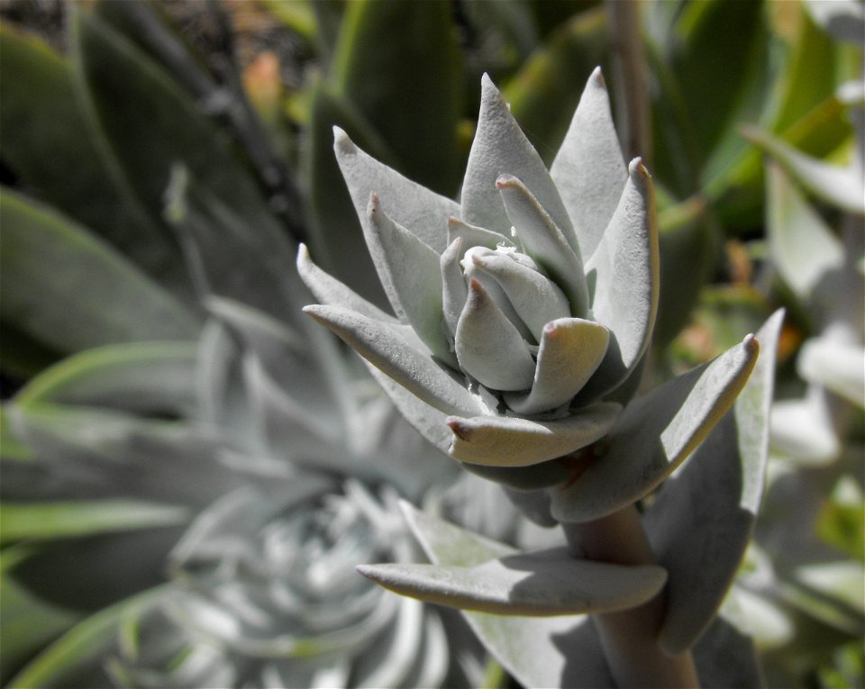 Dudleya anthonyi at the Rancho Santa Ana Botanic Garden in Claremont, Southern California, U.S.
 Identified by garden i.d. sign.