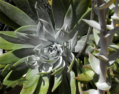 Dudleya anthonyi - at the Rancho Santa Ana Botanic Garden in Claremont, Southern California, U.S.
 Identified by garden i.d. sign.
