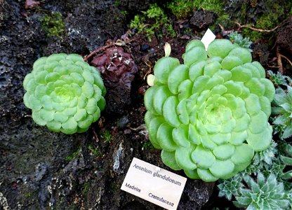 Botanical specimen in the Bergianska trädgården - Stockholm, Sweden. photo