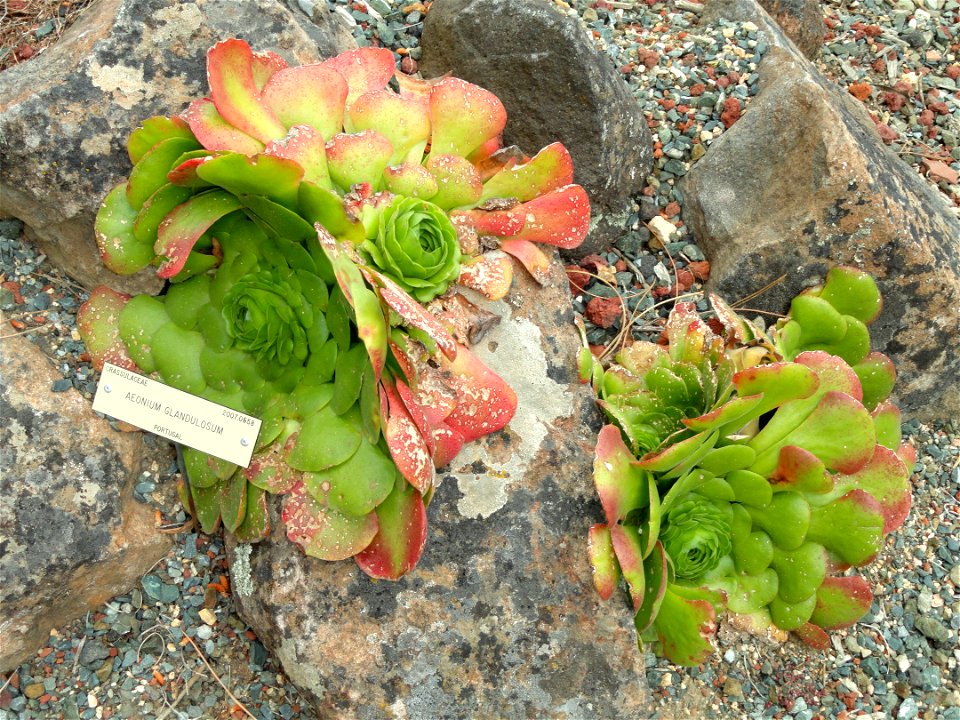 Aeonium glandulosum specimen in the University of California Botanical Garden, Berkeley, California, USA.