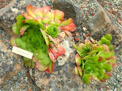 Aeonium glandulosum specimen in the University of California Botanical Garden, Berkeley, California, USA.