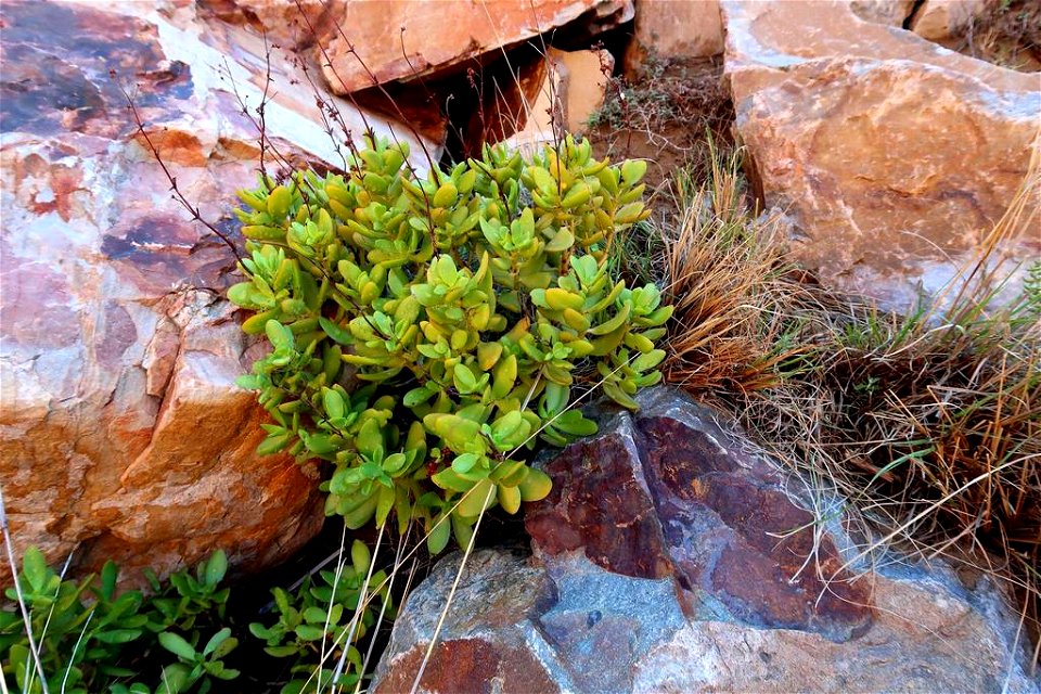 Crassula cultrata plant