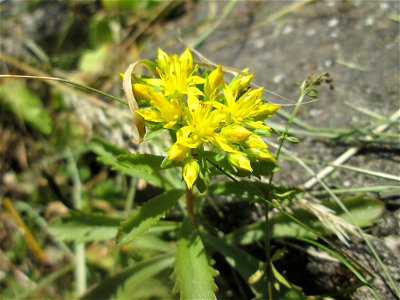 Kamtschatkafetthenne (Phedimus kamtschaticus) im Bürgerpark Saarbrücken