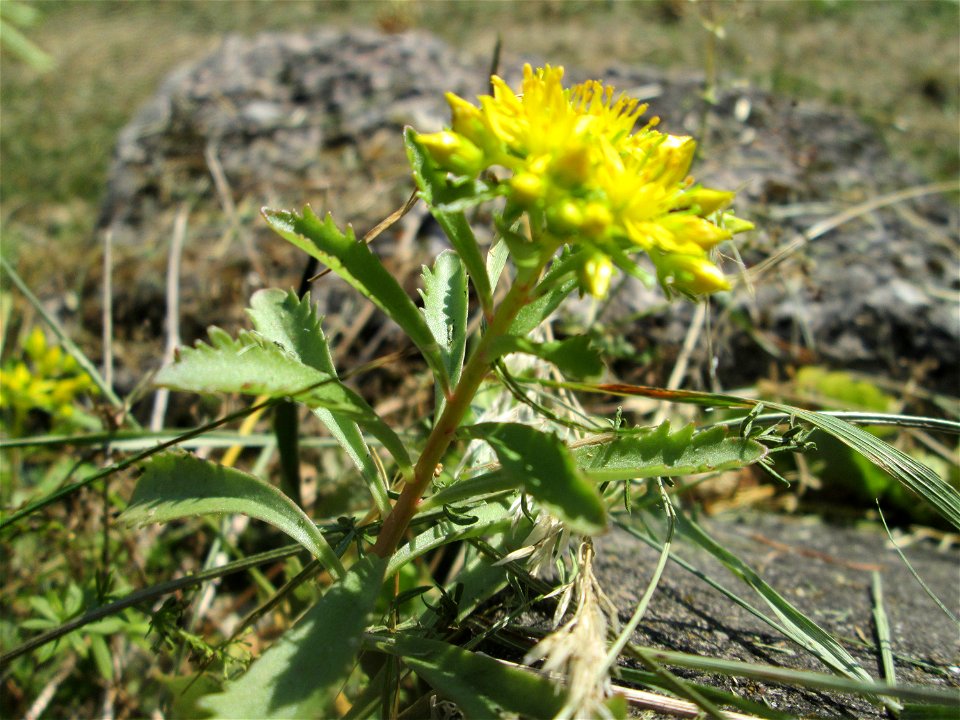 Kamtschatkafetthenne (Phedimus kamtschaticus) im Bürgerpark Saarbrücken