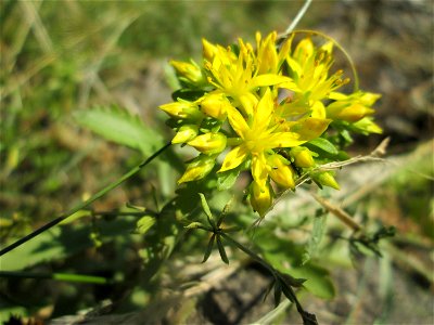 Kamtschatkafetthenne (Phedimus kamtschaticus) im Bürgerpark Saarbrücken