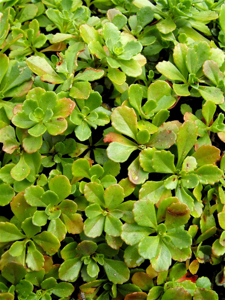 Sedum kamtschaticum at the UC Berkeley Botanical Garden, California, USA. Identified by sign.