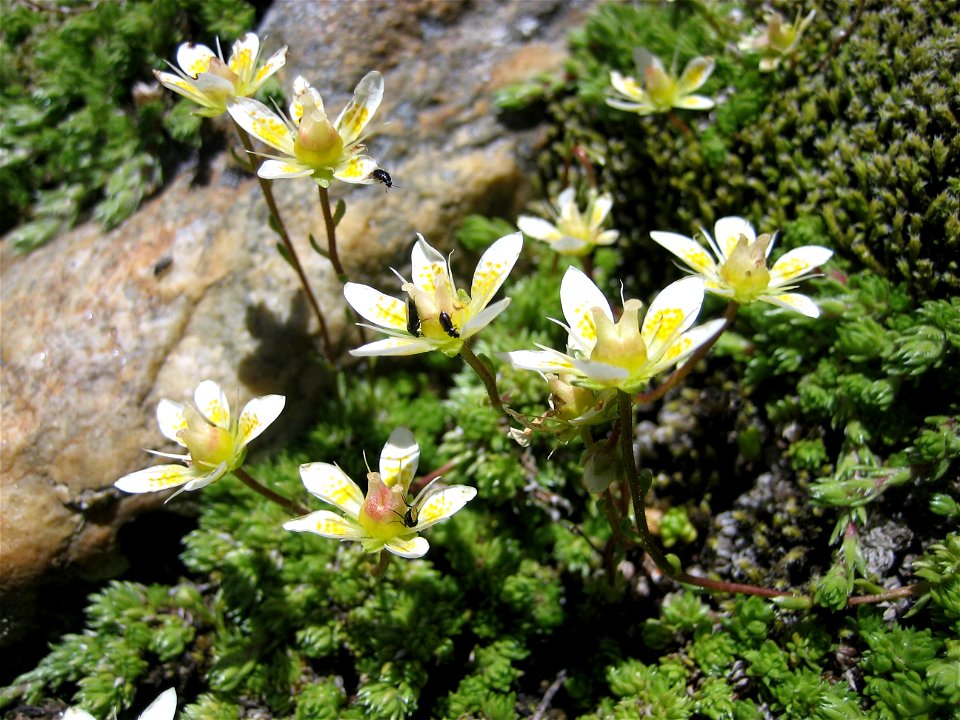 Moos-Steinbrech (Saxifraga bryoides)