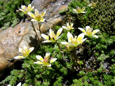Moos-Steinbrech (Saxifraga bryoides)