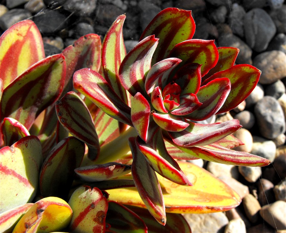 Echeveria nodulosa in the Water Conservation Garden at Cuyamaca College, El Cajon, California, USA. Identified by sign.