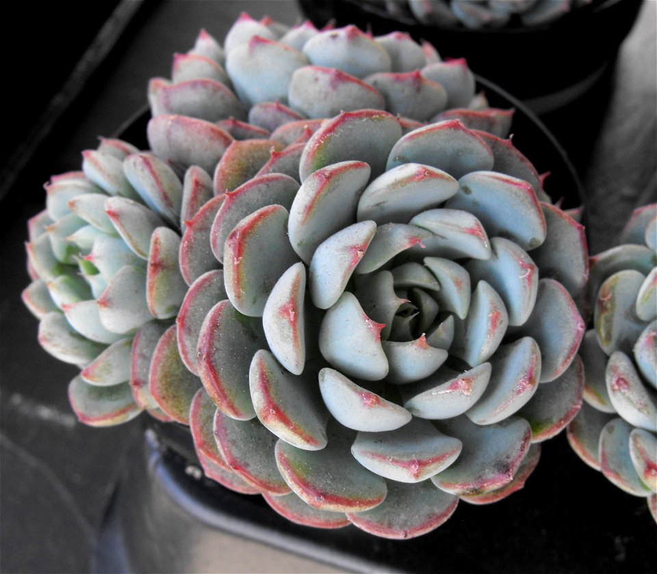 Echeveria minima at the San Diego Home & Garden Show, California, USA. Identified by exhibitor's sign.
