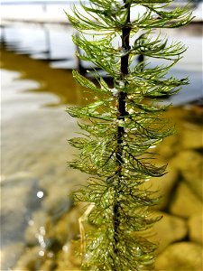 Siberian water-milfoil (Myriophyllum sibiricum)