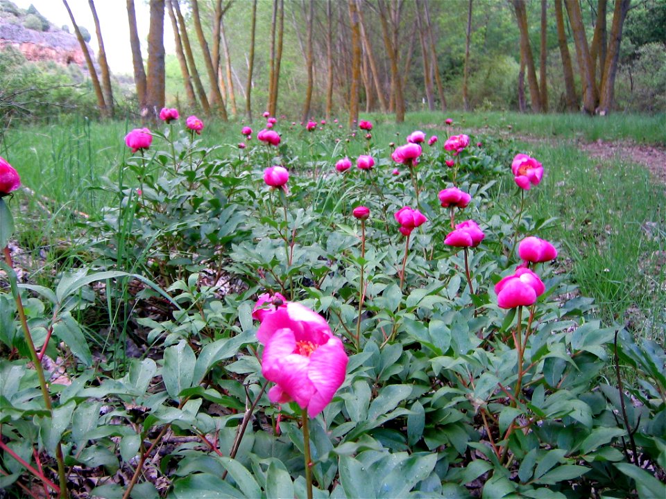 Paisaje del fondo del cañón en el Parque Natural de las Hoces del Río Duratón (Sepúlveda, Segovia España).Paeonia broteroi