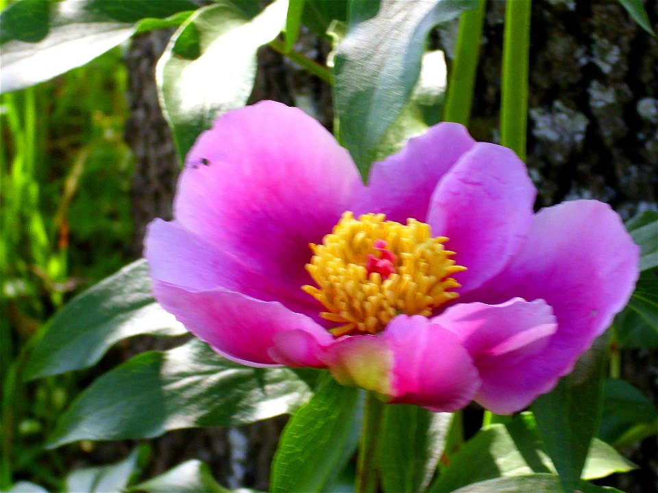 Paeonia broteri flower closeup, Sierra Madrona, Spain