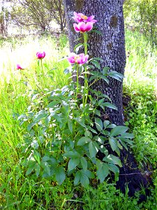 Paeonia broteri habit, Sierra Madrona, Spain