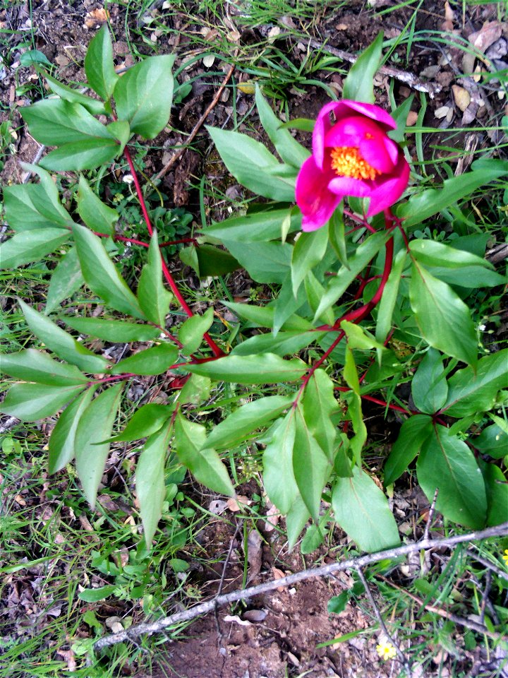 Paeonia broteri plant habit, Dehesa Boyal de Puertollano, Spain