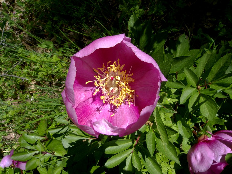 Flor de Paeonia broteri (Paeoniaceae). El Escorial, Madrid, España.
