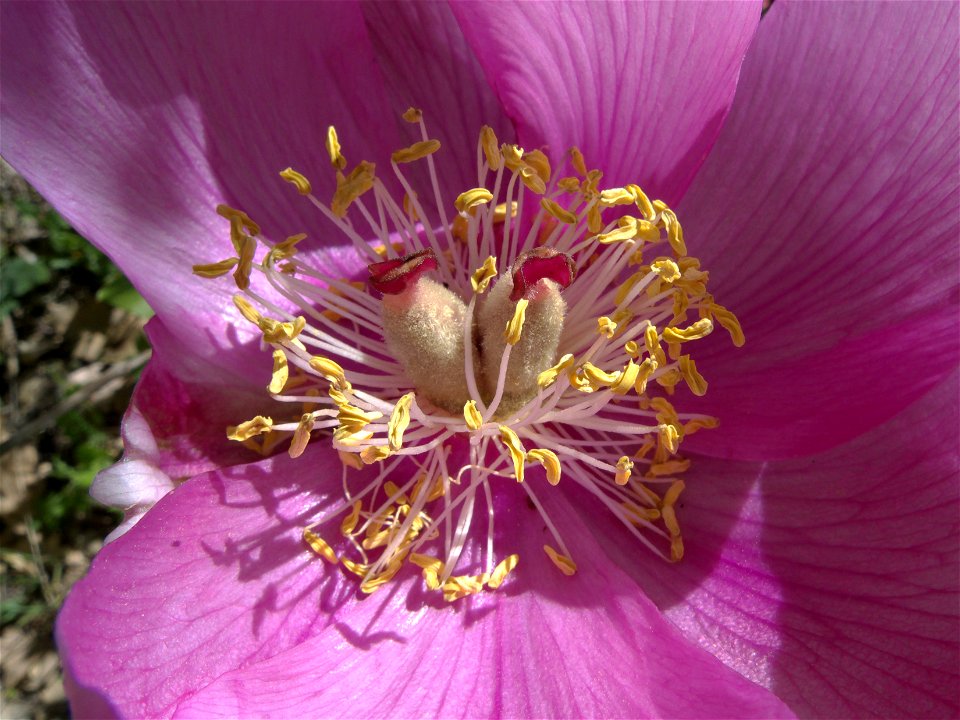 Detalle de los estambres y carpelos de Paeonia broteri (Paeoniaceae). El Escorial, Madrid, España.