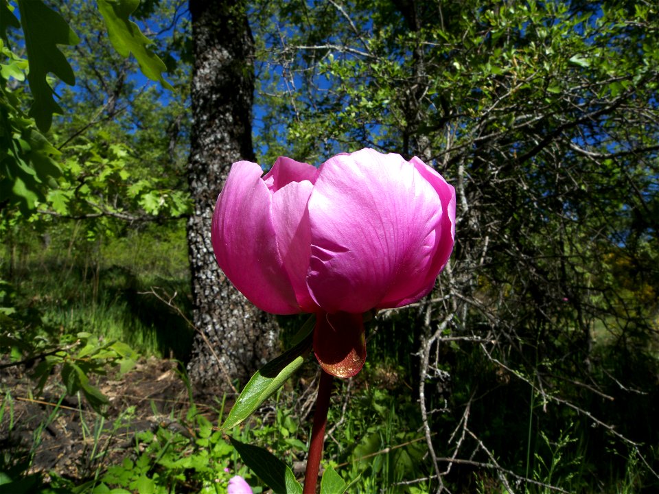 Flor de Paeonia broteri (Paeoniaceae) vista de perfil. El Escorial, Madrid, España.