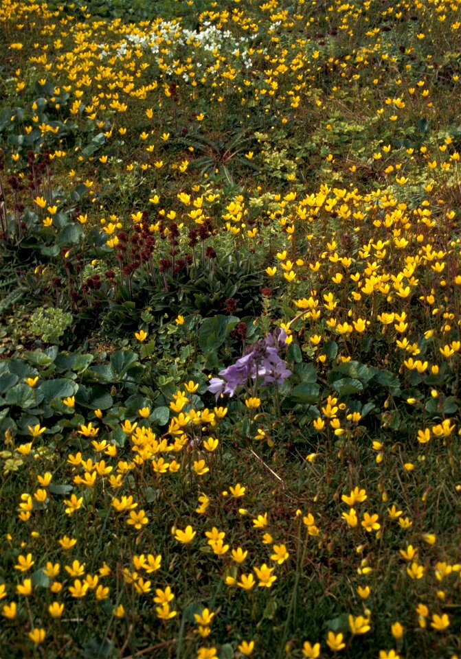 Image title: Hall island wildflowers bog saxifrage
Image from Public domain images website, http://www.public-domain-image.com/full-image/flora-plants-public-domain-images-pictures/flowers-public-doma
