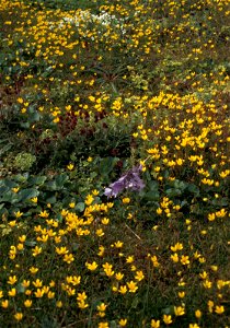 Image title: Hall island wildflowers bog saxifrage Image from Public domain images website, http://www.public-domain-image.com/full-image/flora-plants-public-domain-images-pictures/flowers-public-doma photo