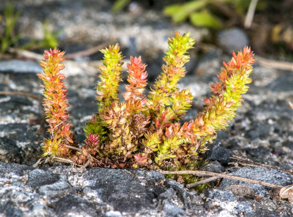 Crassula alata plant