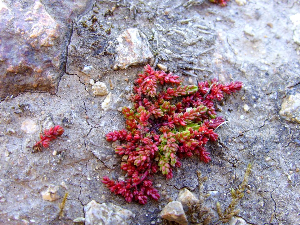 Crassula tillaea, pointe de Penharn, Cléden, Finistère, France