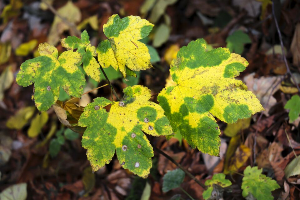 Fall foliage fall color fall leaves