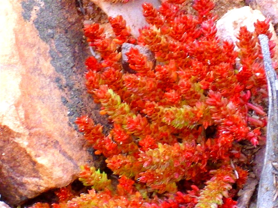 Crassula tillaea habit Campo de Calatrava, Spain