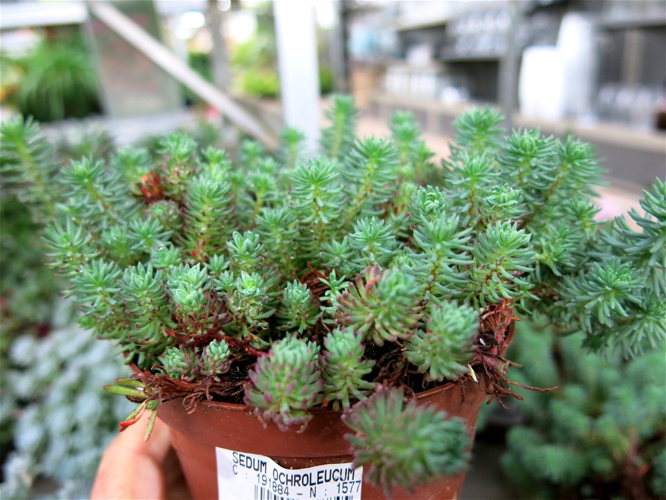 Sedum ochroleucum in a garden centre in France. Identified by botanic commercial label.