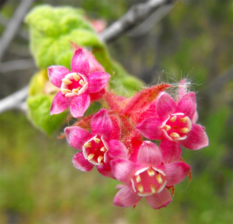 Ribes malvaceum var. malvaceum at the Wild Animal Park, Escondido, California, USA. Identified by sign.