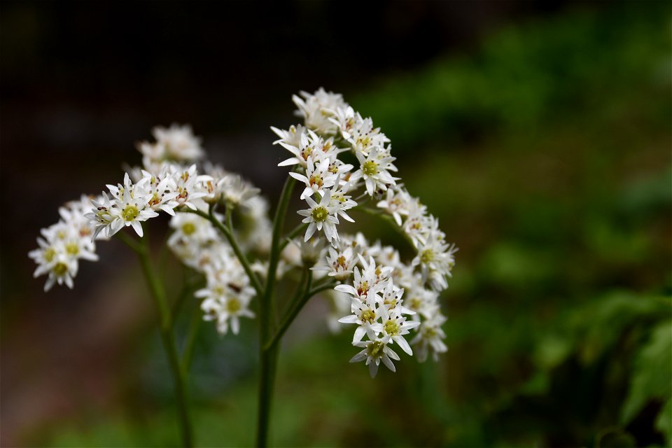 maple-leaf mukdenia (Mukdenia rossii)