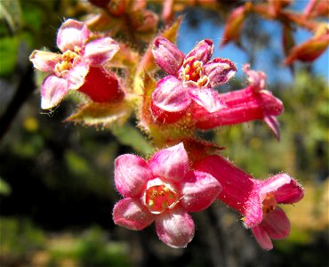 Ribes malvaceum var. malvaceum — at the San Diego Wild Animal Park, Escondido, California. 
Identified by sign.