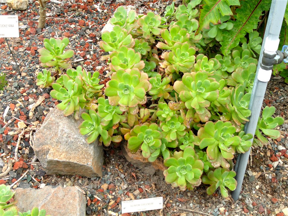 Aeonium gorgoneum specimen in the University of California Botanical Garden, Berkeley, California, USA.
