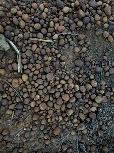 The ironstone concretions that Dudleya brevifolia occurs in habitat with.