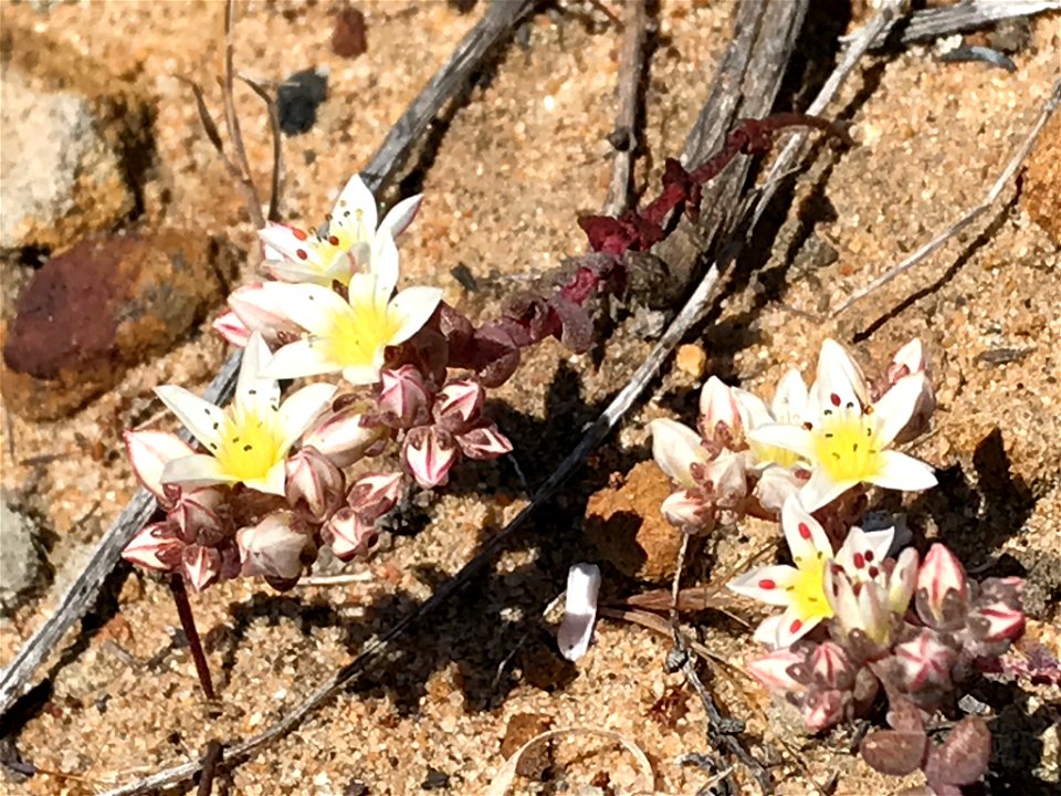 Photo of short-leaved liveforever uploaded from iNaturalist.