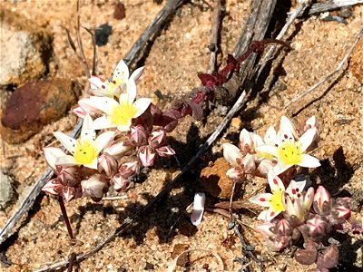 Photo of short-leaved liveforever uploaded from iNaturalist.