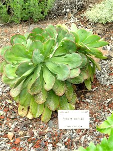 Aeonium hierrense specimen in the University of California Botanical Garden, Berkeley, California, USA. photo