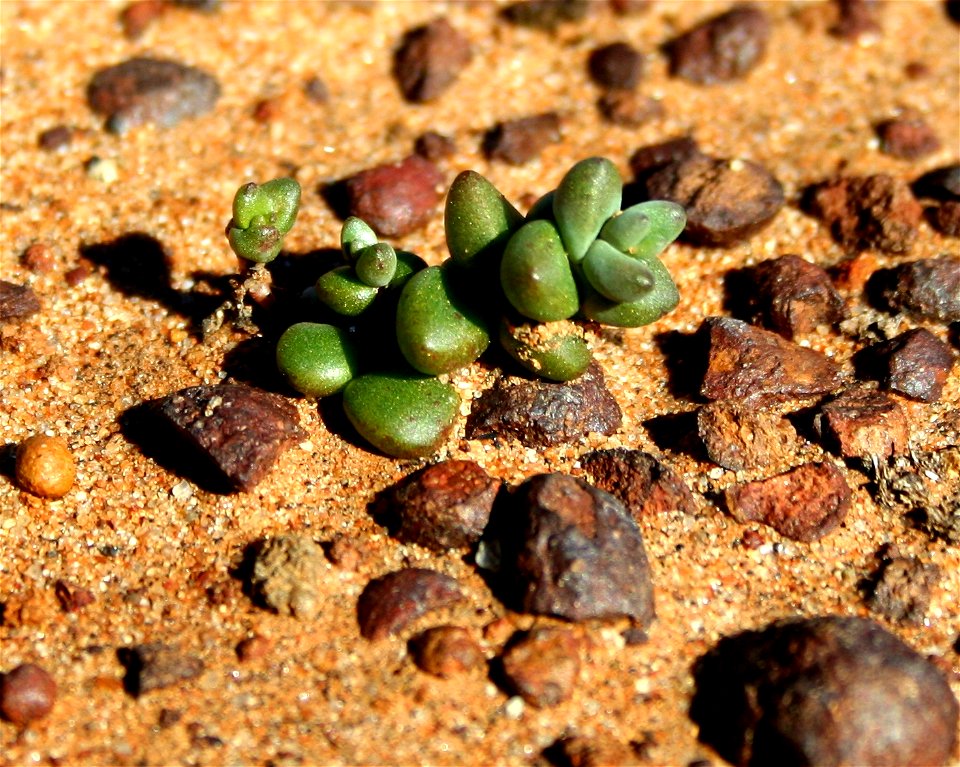 — Short-Leaved Dudleya.
This is from sub-population A at Carmel Mountain preserve, San Diego.
A rare subspecies of Dudleya blochmaniae, with an extremely limited and endemic range in San Diego County,