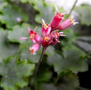 — San Gabriel alumroot. At the Rancho Santa Ana Botanic Garden in Claremont, Southern California, U.S. Identified by garden i.d. sign. Endemic to the San Gabriel Mountains of Southern California. photo