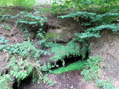 Gegenblättriges Milzkraut (Chrysosplenium oppositifolium) an der Maischquelle bei Kennfus
