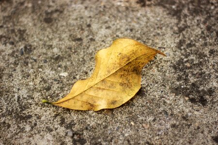 Season leaf october photo