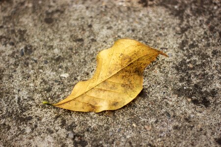 Season leaf october